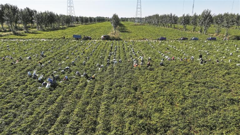 China’s First Large-Scale Chilli Export Base Approved by Customs, Opening a Green Channel to Global Markets