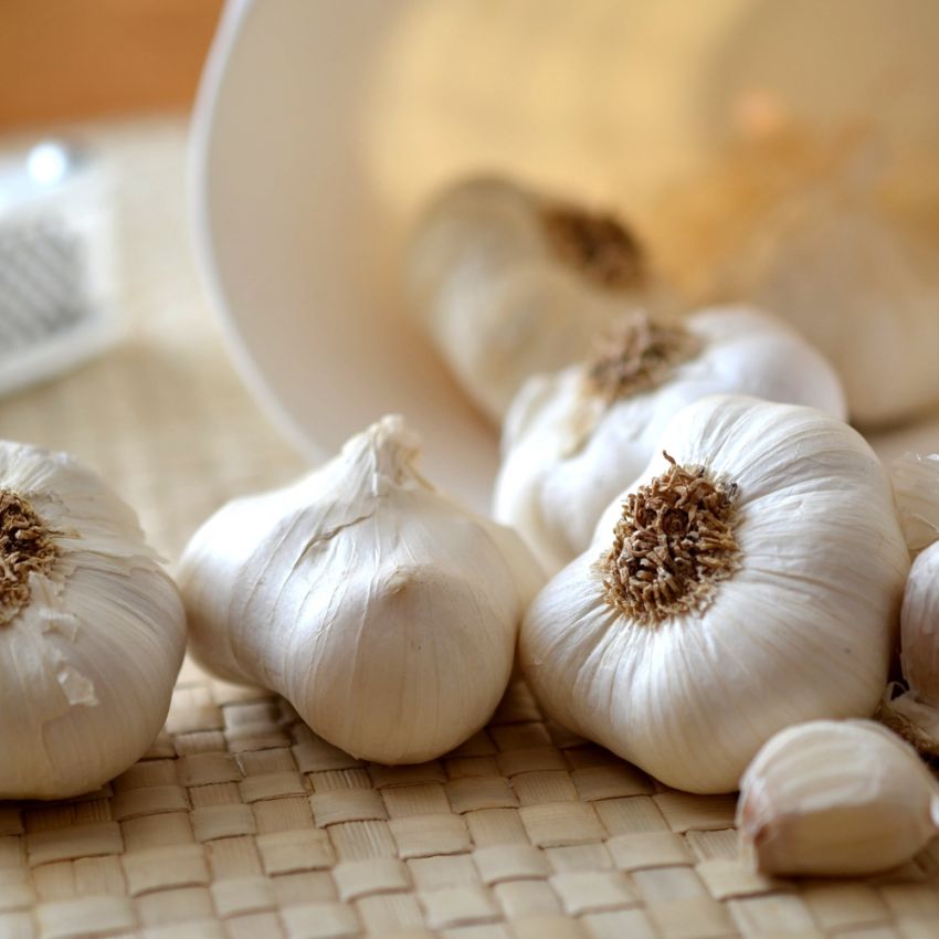 Fresh Garlic supplierfrom China
